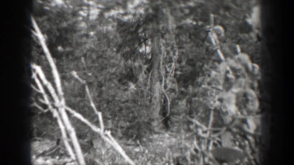 1939 Chelan, Washington 8mm frame with a closer view into thick woodland brush, bare limbs, and shadowed undergrowth.