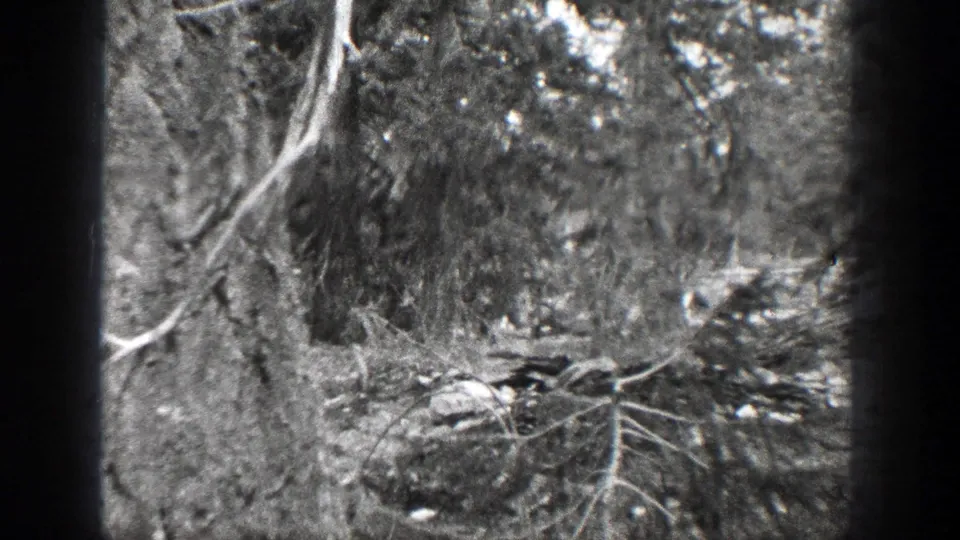 1939 Chelan, Washington frame showing tangled undergrowth, tree limbs, and a shadowed edge from the 8mm film scan.