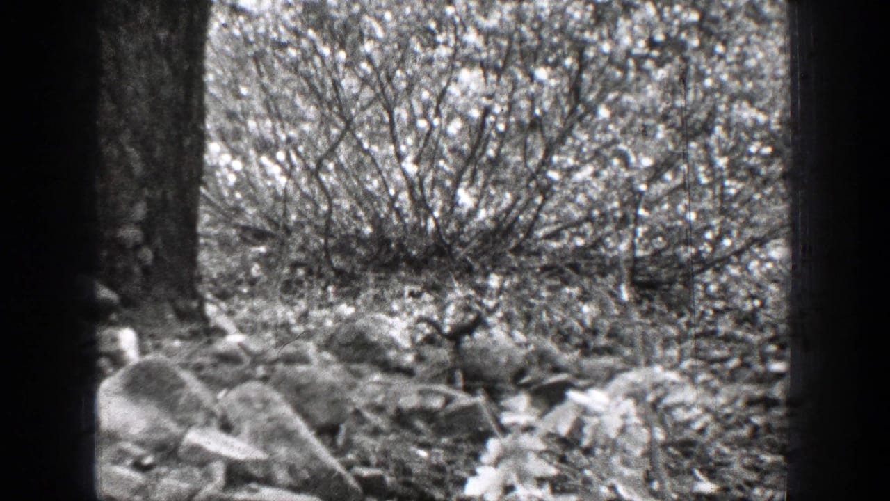 Tree trunk, rocks, brush, and forest floor with no clear person visible.