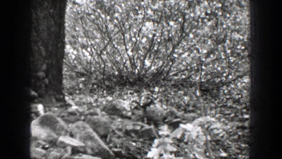 Chelan forest terrain appears in soft black-and-white 8mm, with a tree trunk, rocks, brush, and dappled ground cover.