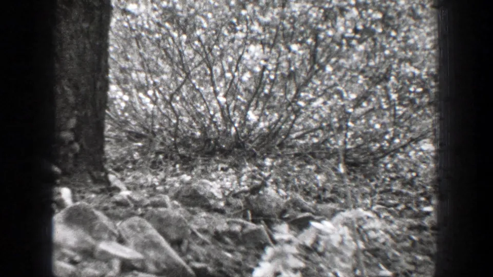 Black-and-white 8mm frame of Chelan woodland ground, showing a large tree trunk, scattered rocks, brush, and leafy debris.