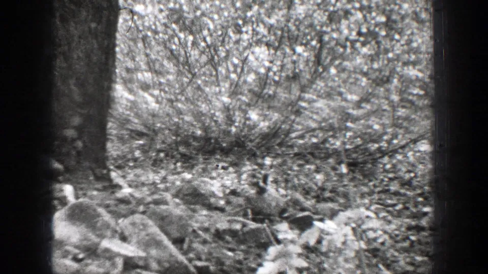 A soft 1939 Chelan forest view shows dense brush, rocks, and ground cover beside a dark vertical tree trunk.