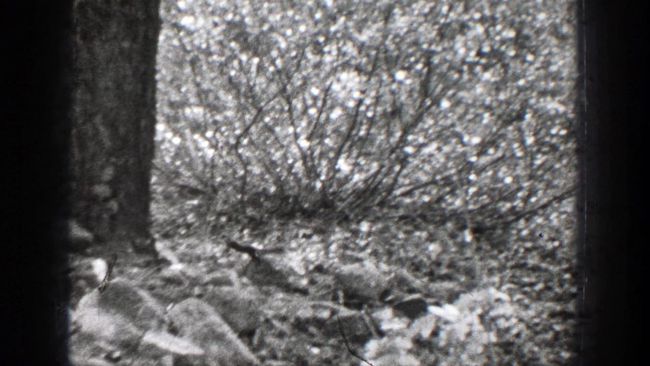 Squirrel near rocks and brush at the base of trees in a black-and-white forest scene.