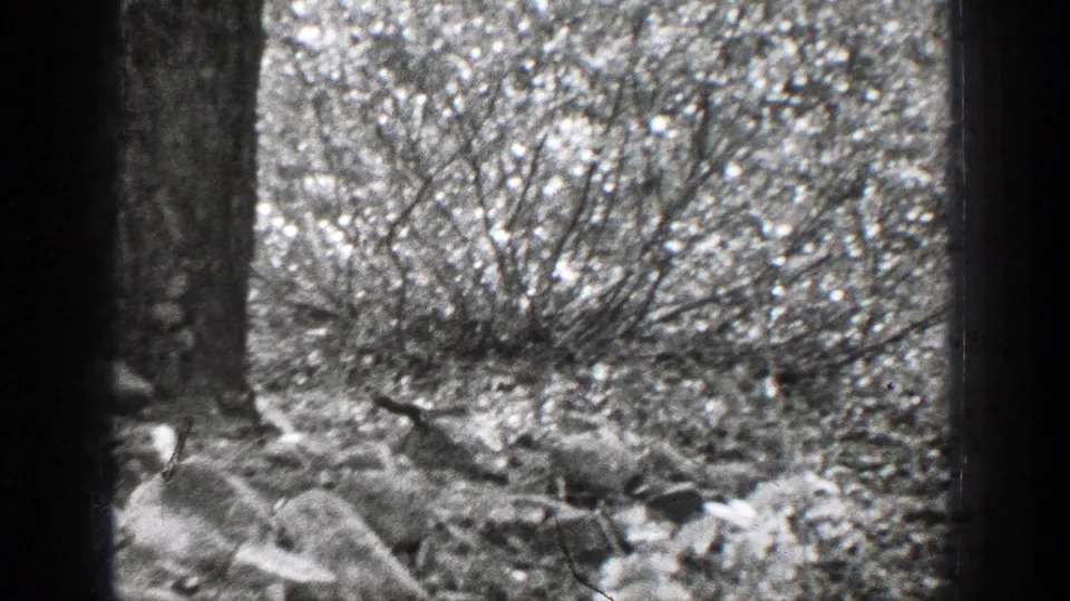 1939 Chelan, Washington 8mm frame showing a squirrel low among rocks, brush, and tree trunks in a wooded area.
