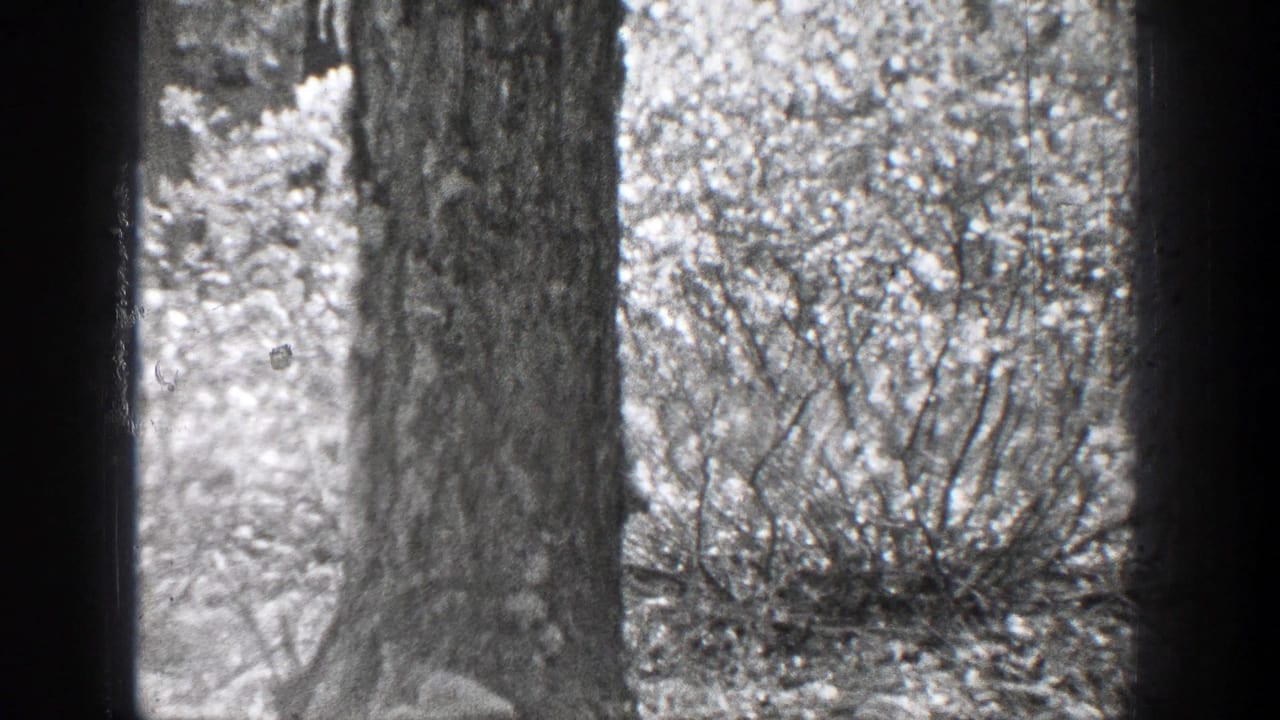 Large tree trunk and dense brush in a soft black-and-white forest frame.