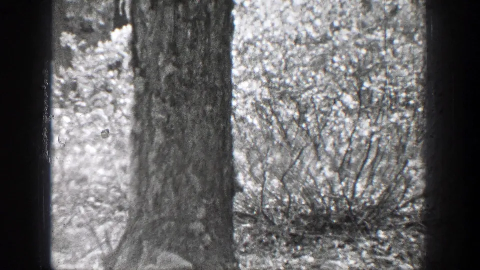 1939 Chelan, Washington 8mm frame with a large tree trunk, dense brush, and a small squirrel shape partly obscured near the lower left.