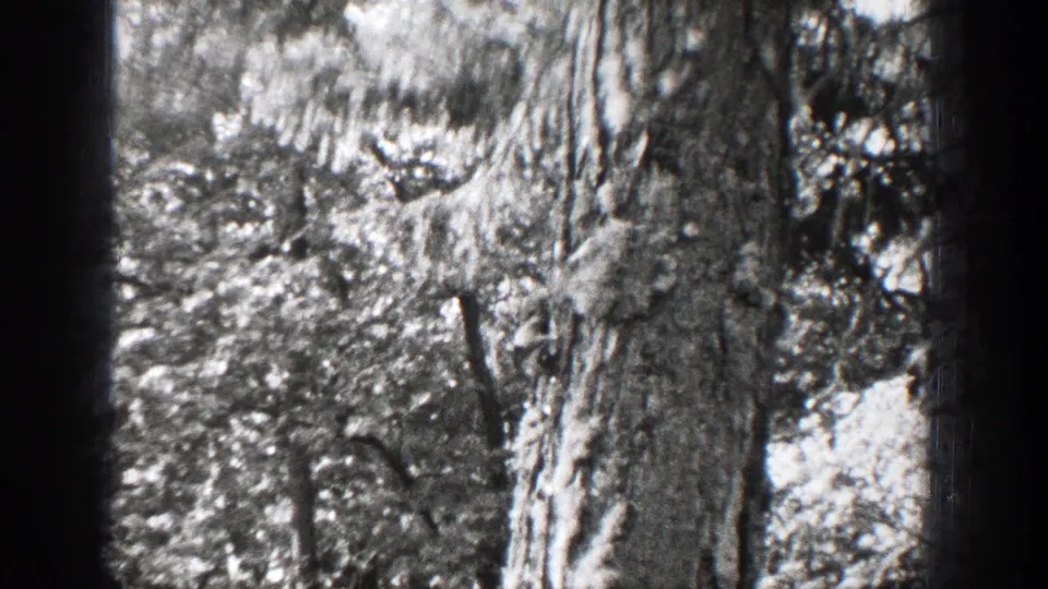 Black-and-white 8mm frame from Chelan showing rough bark, brush, and a squirrel partly visible near the lower woodland edge.