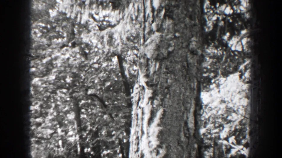 1939 Chelan, Washington home-movie frame showing a squirrel partly hidden by a tree trunk and bright brush on the forest floor.