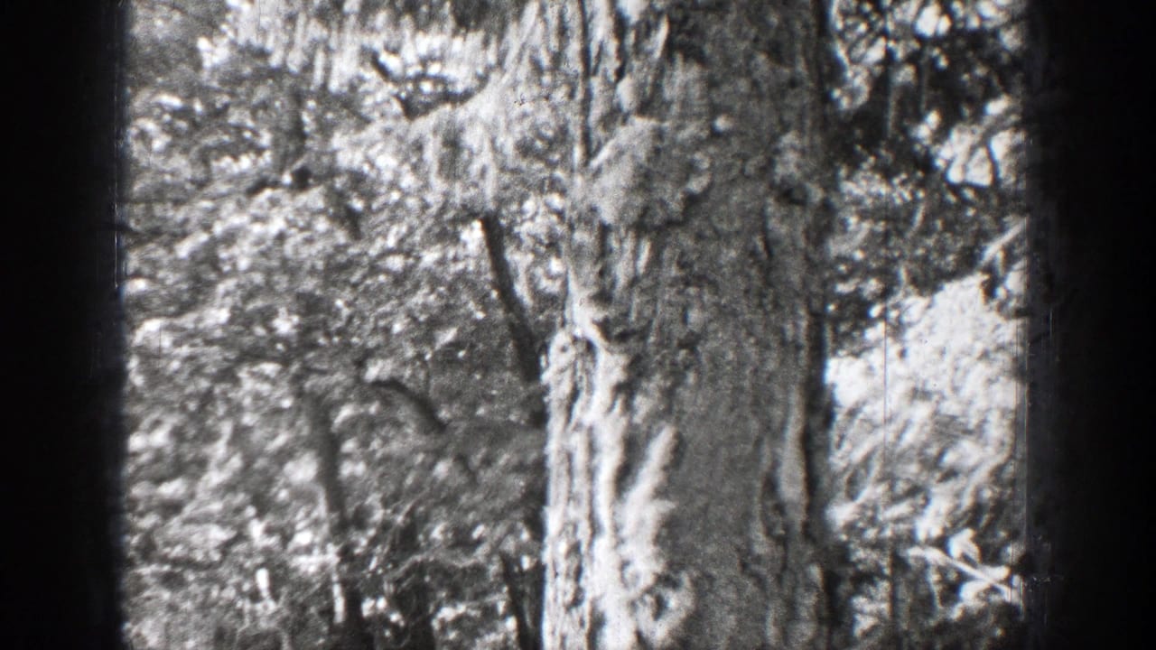 Squirrel partly visible on a rough tree trunk in a black-and-white forest scene.