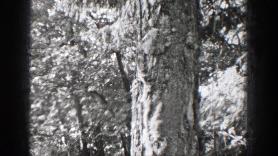 1939 Chelan, Washington home-movie frame with a squirrel near a large tree trunk amid leafy forest branches.