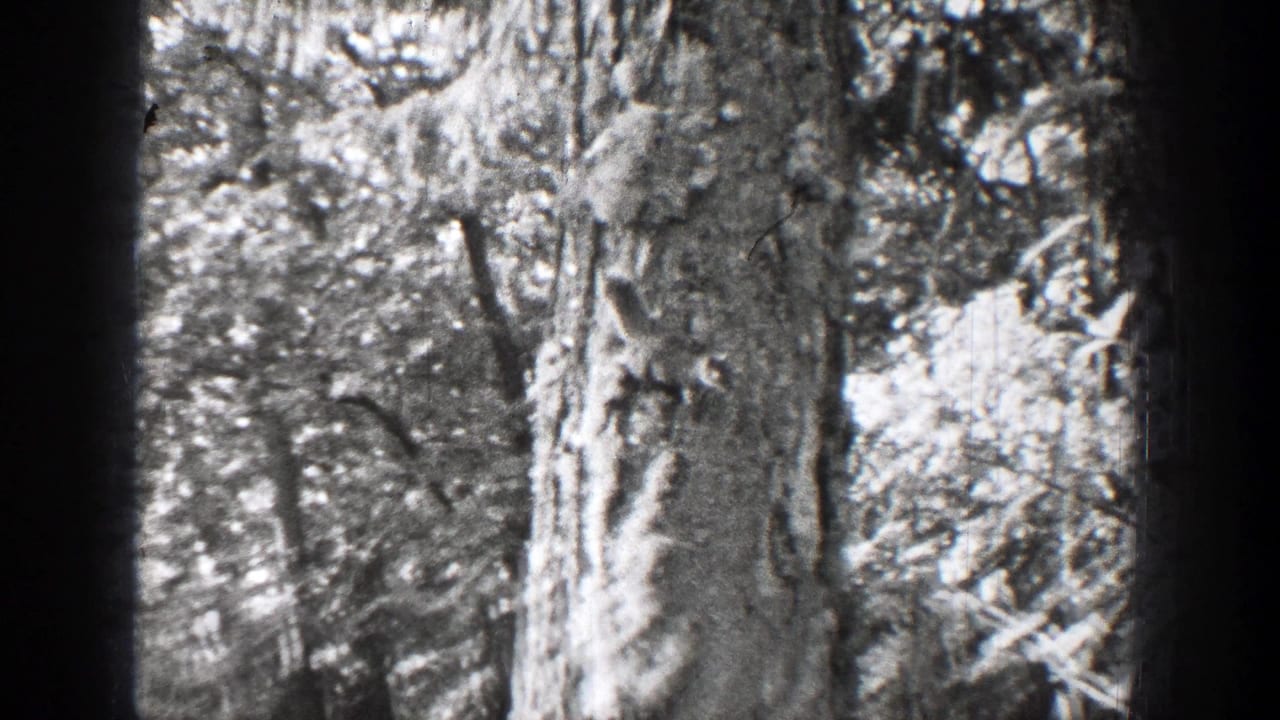 Large tree trunk and surrounding foliage in high-contrast black-and-white footage.