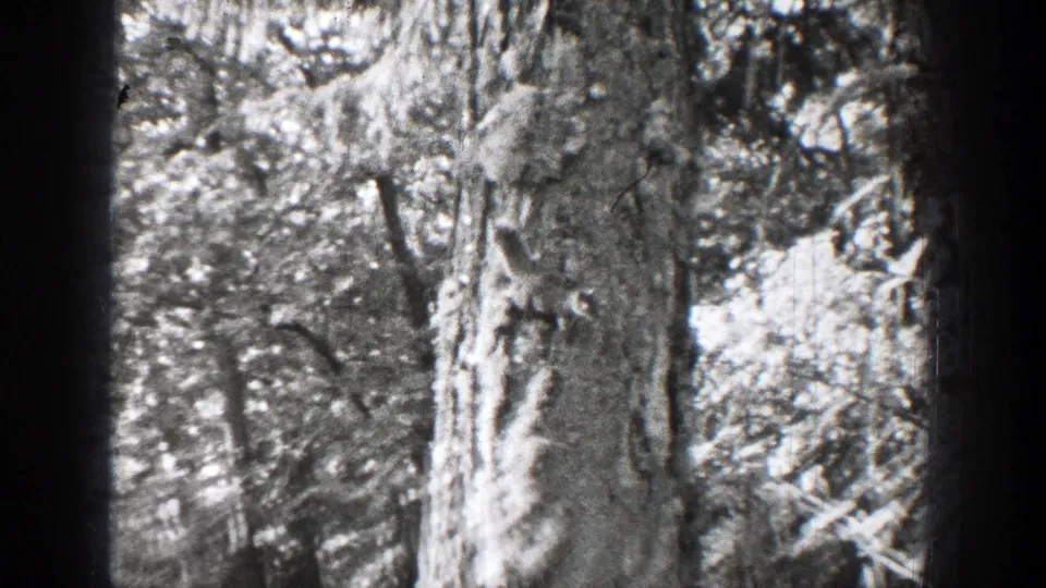 Black-and-white 8mm frame from Chelan, Washington showing a large tree trunk with dense branches around it.
