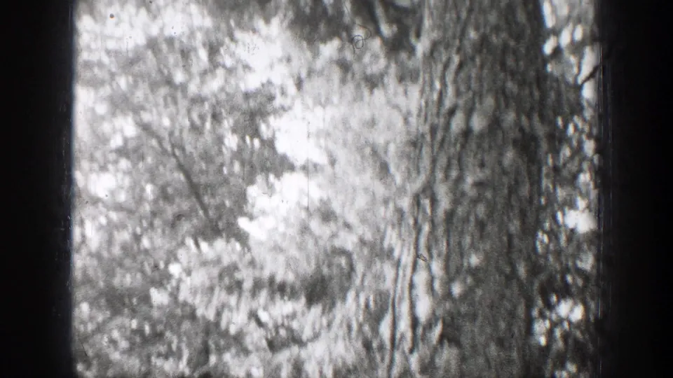 Chelan, Washington 1939 home-movie frame with soft focus on tree bark, branches, and bright foliage.