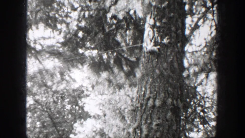 Black-and-white 1939 Chelan frame showing a large tree trunk, surrounding branches, and a faint squirrel form near the bark.