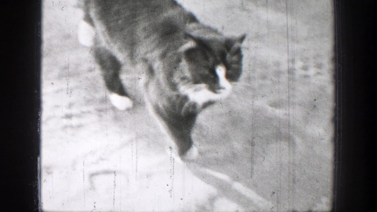 Black-and-white cat walking across bright ground.
