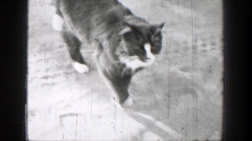 Black-and-white cat crosses the ground in grainy 1939 home-movie footage from Chelan, Washington.