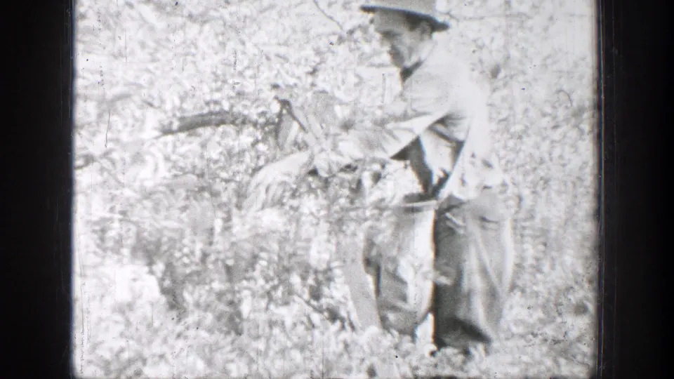 Adult man in a hat and work clothes carries a sack through leafy vegetation in 1939 Chelan footage.