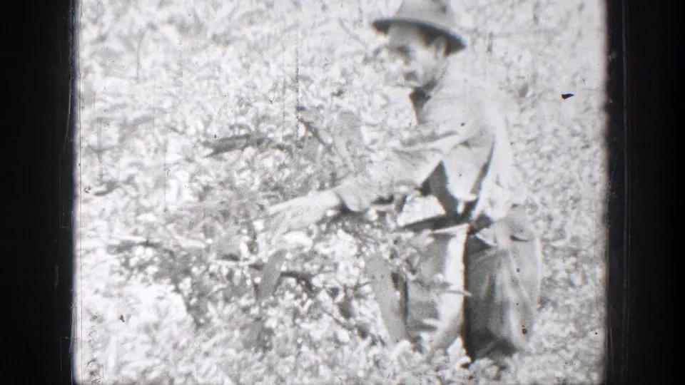 Adult man in a hat stands beside dense orchard-like vegetation while holding or carrying a sack.