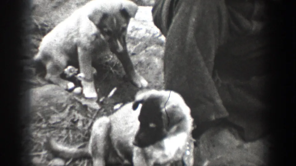 1939 home-movie frame in Chelan showing two puppies near tree roots and the lower edge of a person's clothing.