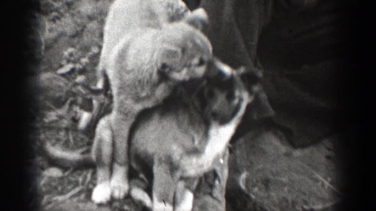 Two puppies roughhouse on rocky ground beside a man's legs in a wooded area.