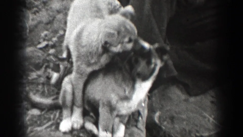 In 1939 Chelan, Washington home-movie footage, two puppies play close to a man's boots on rocky forest ground.