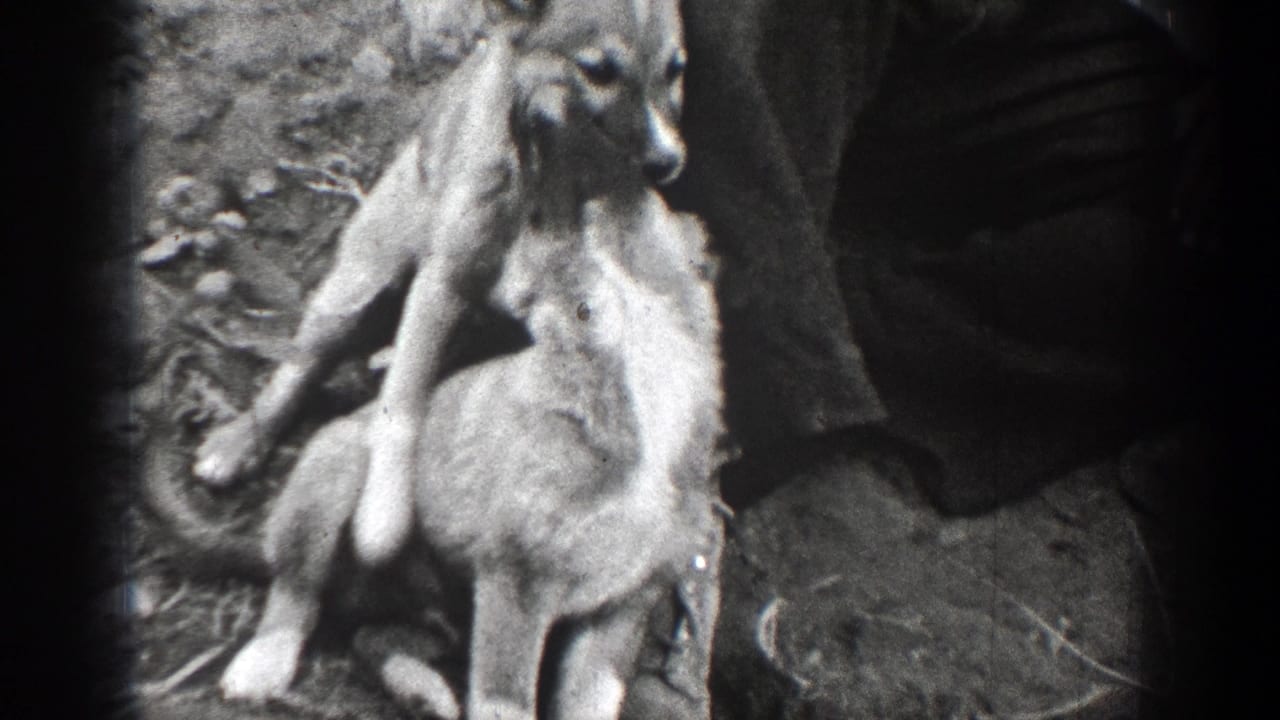 A puppy climbs across another puppy near a man's legs in the Chelan forest scene, with rocky ground visible below.