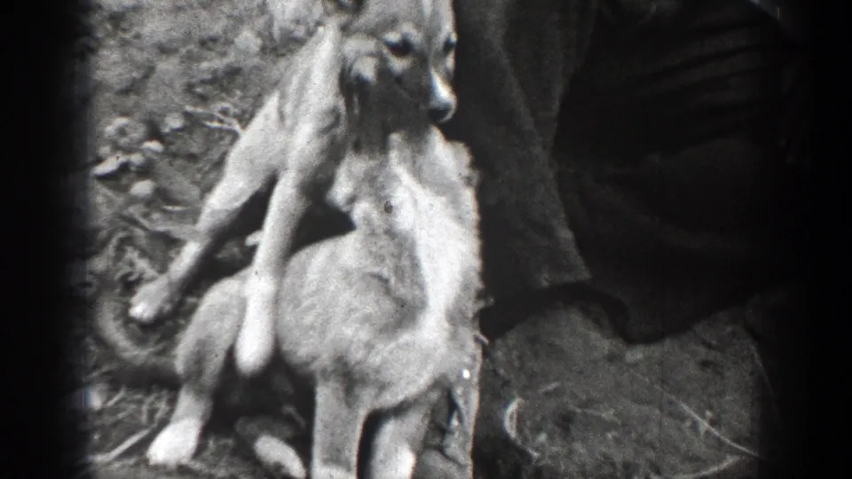 A puppy climbs across another puppy near a man's legs in the Chelan forest scene, with rocky ground visible below.