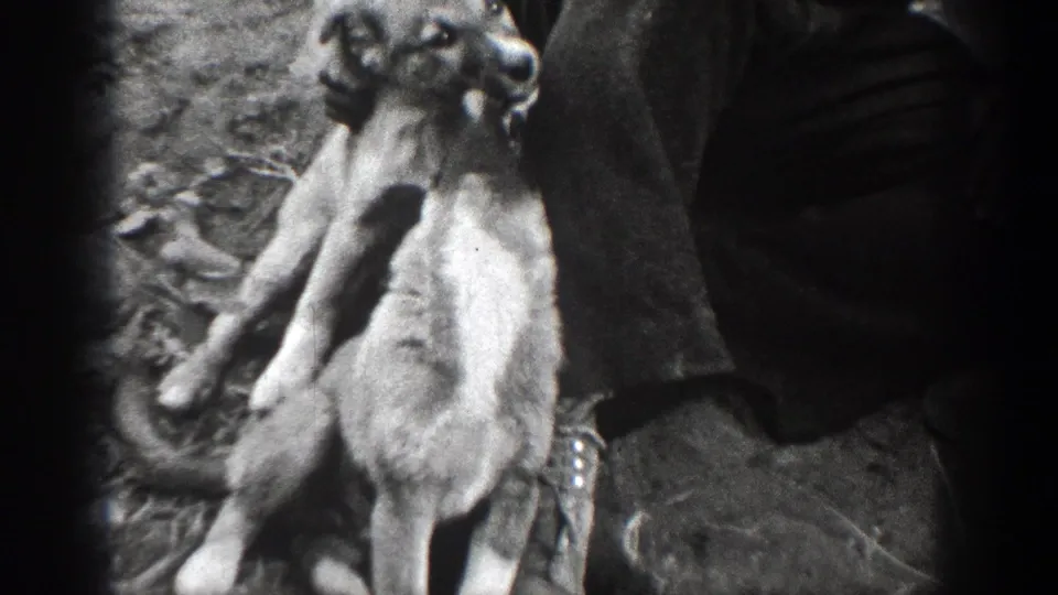 Two puppies continue roughhousing near a partially visible man in black-and-white 8mm footage from Chelan, Washington.