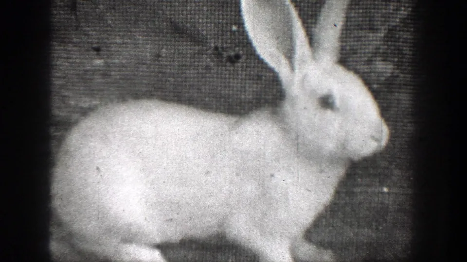 Close-up 8mm frame of a white rabbit, likely filmed as a household or farm animal in the Chelan home movie.