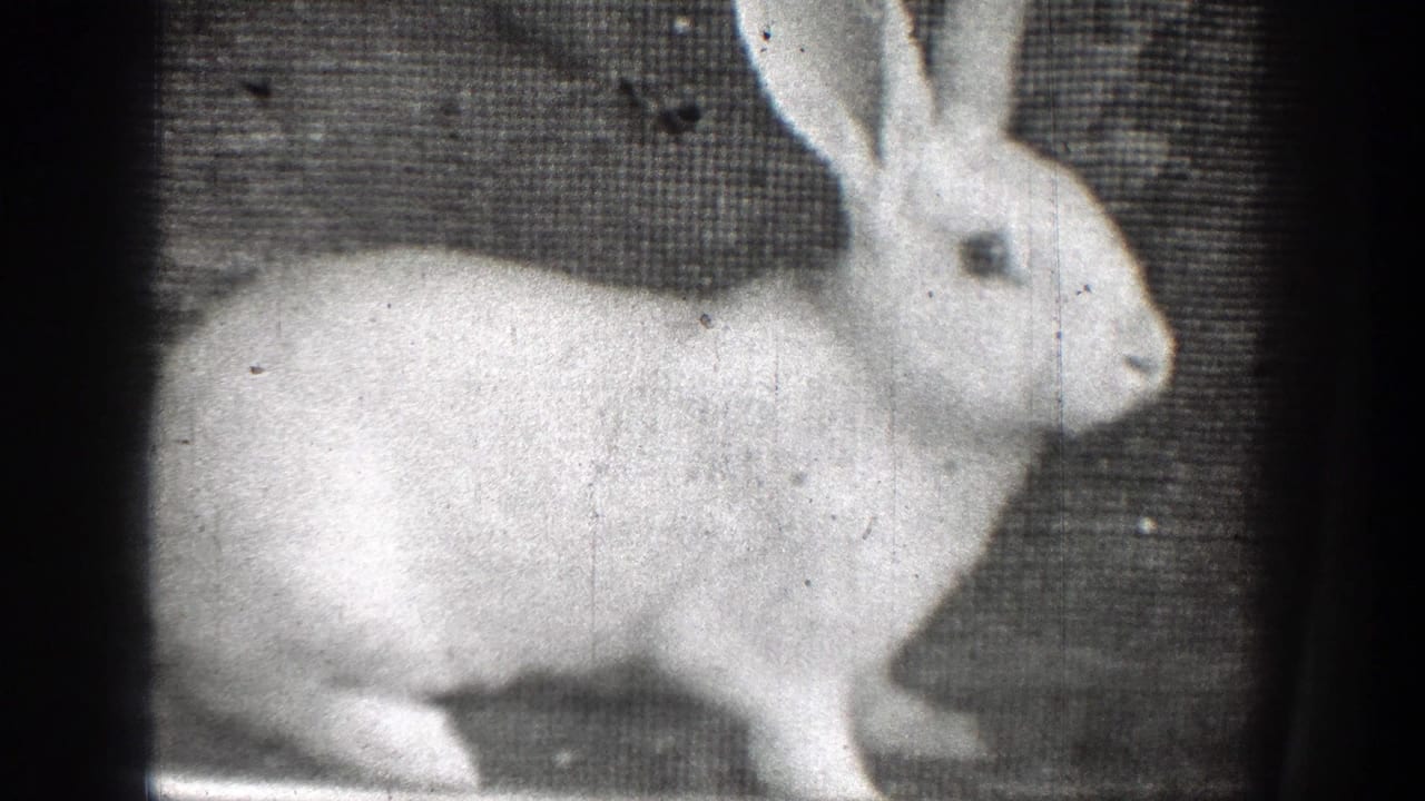 White rabbit in profile in black-and-white 1939 Chelan, Washington 8mm home-movie footage, framed softly against a dark textured surface.