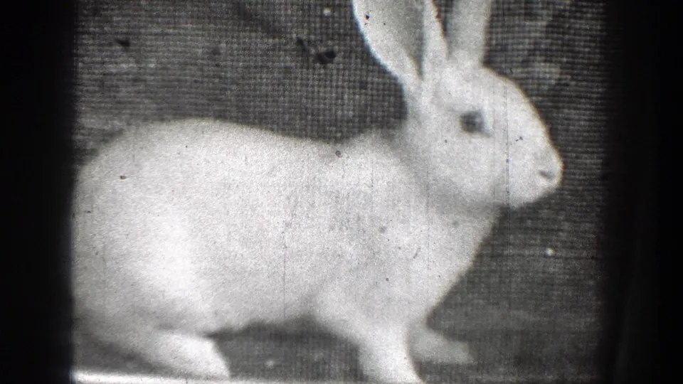 White rabbit in profile in black-and-white 1939 Chelan, Washington 8mm home-movie footage, framed softly against a dark textured surface.