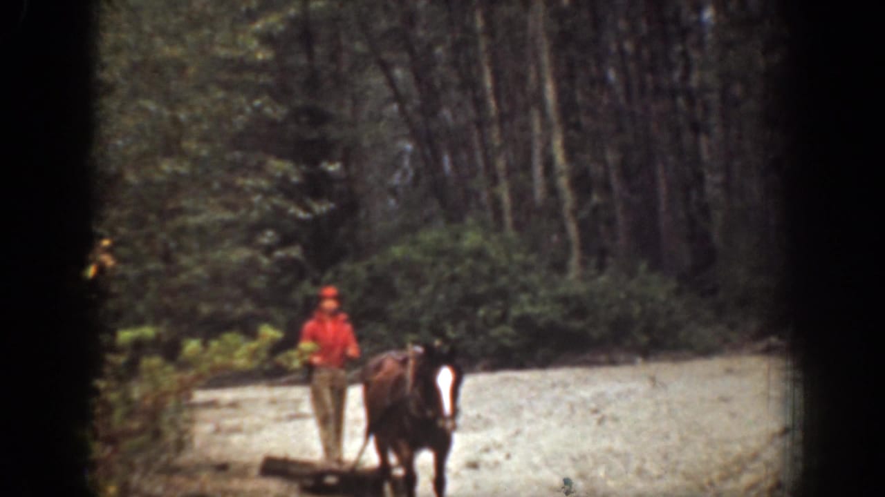 In the Chelan, Washington forest scene, a man guides a horse pulling a low sledge along a pale dirt or gravel path.