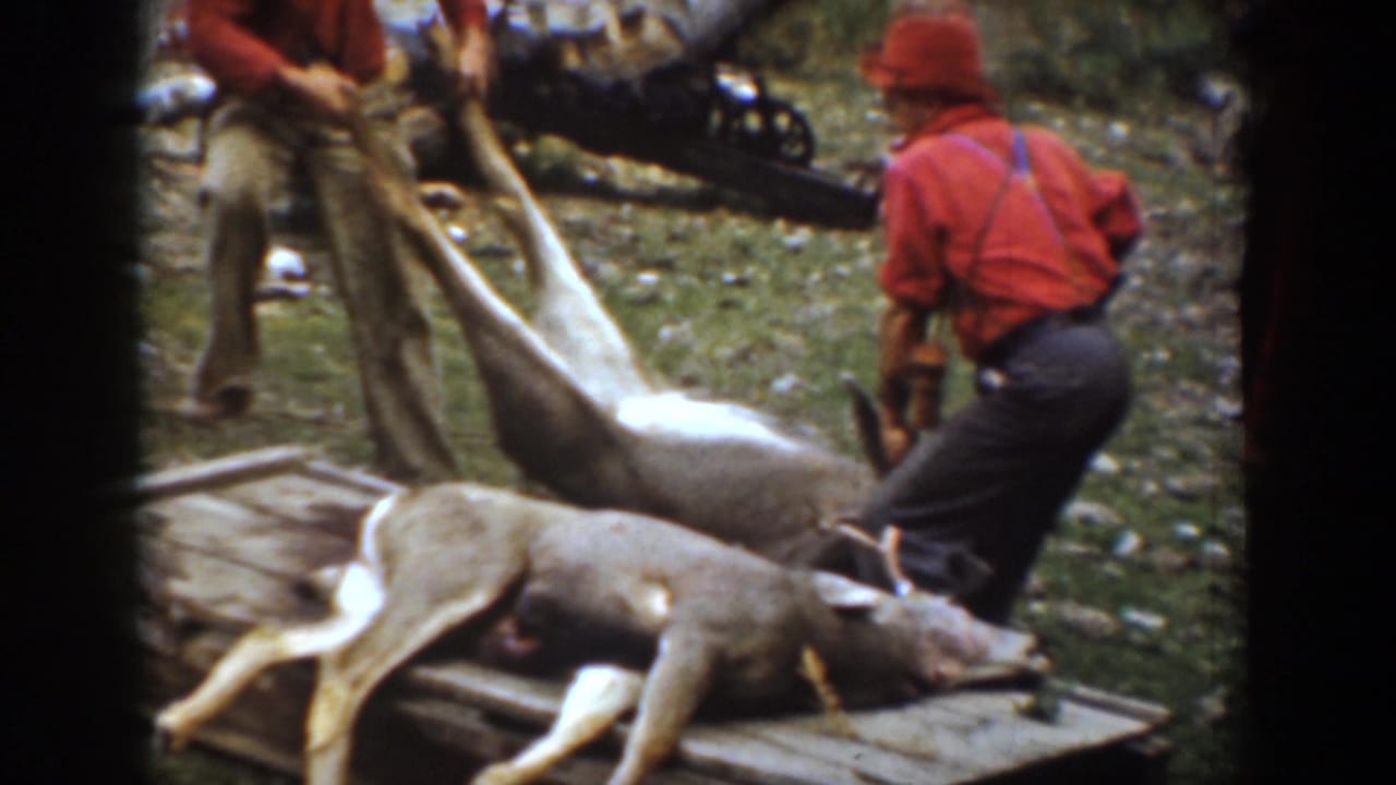 Hunters in red shirts and hats handle a deer near a rough platform in Chelan, Washington footage dated 1939.
