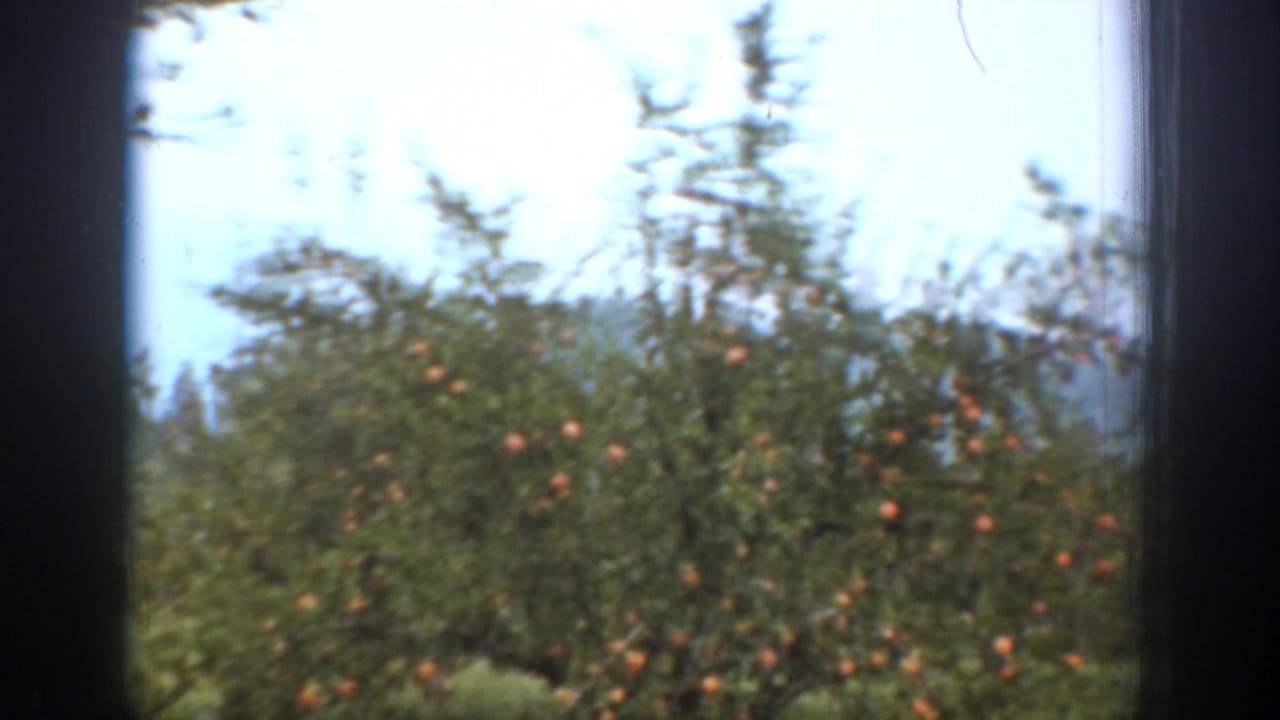 Chelan, Washington home-movie frame showing orchard trees with visible fruit, soft focus, and 8mm film edge shadows.