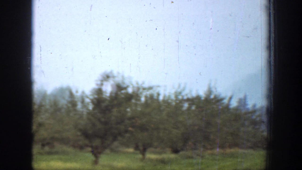 Chelan, Washington frame showing rows of orchard trees in a grassy field with pale sky, film dust, and soft 8mm texture.