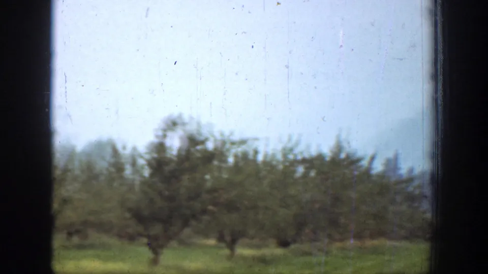 Chelan, Washington frame showing rows of orchard trees in a grassy field with pale sky, film dust, and soft 8mm texture.