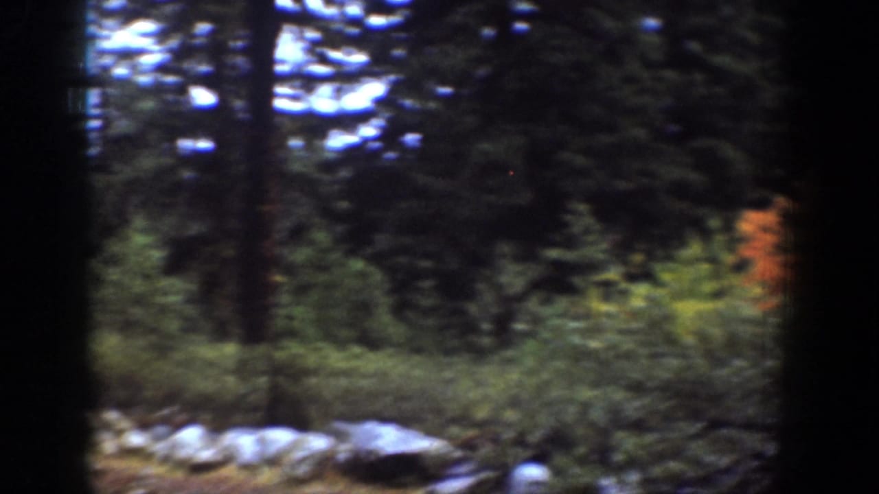 Wooded Chelan, Washington frame with tall trees, green undergrowth, pale rocks, and a small orange bush at the right edge.