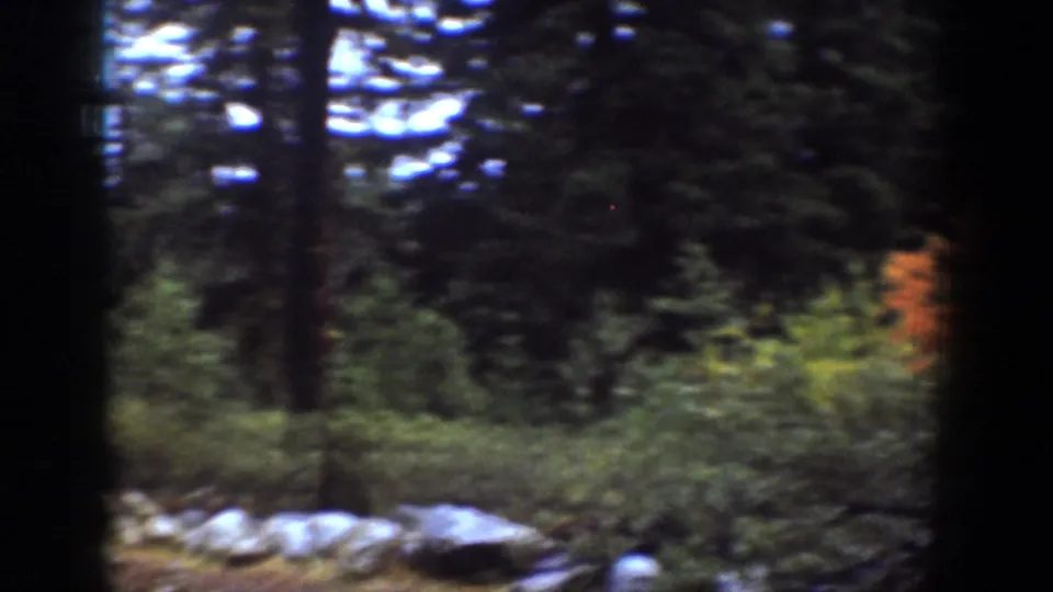 Wooded Chelan, Washington frame with tall trees, green undergrowth, pale rocks, and a small orange bush at the right edge.