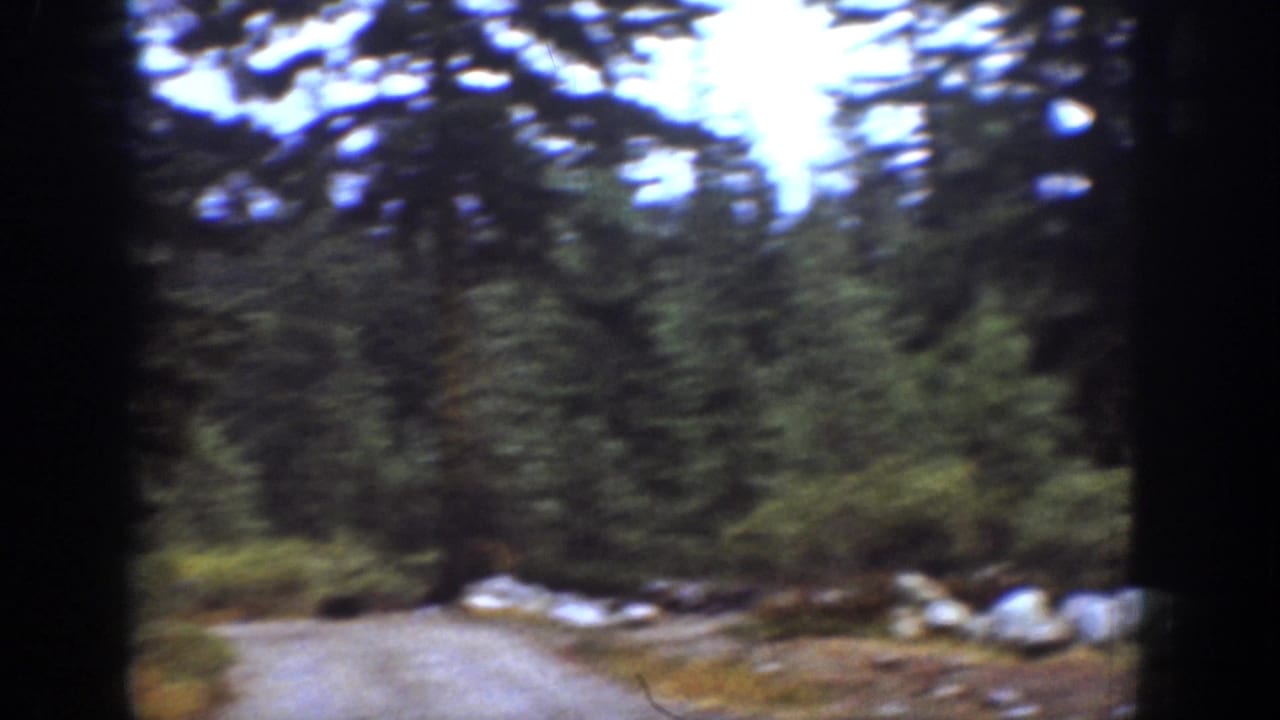 Soft view of a dirt forest trail bordered by evergreen trees and rocks.