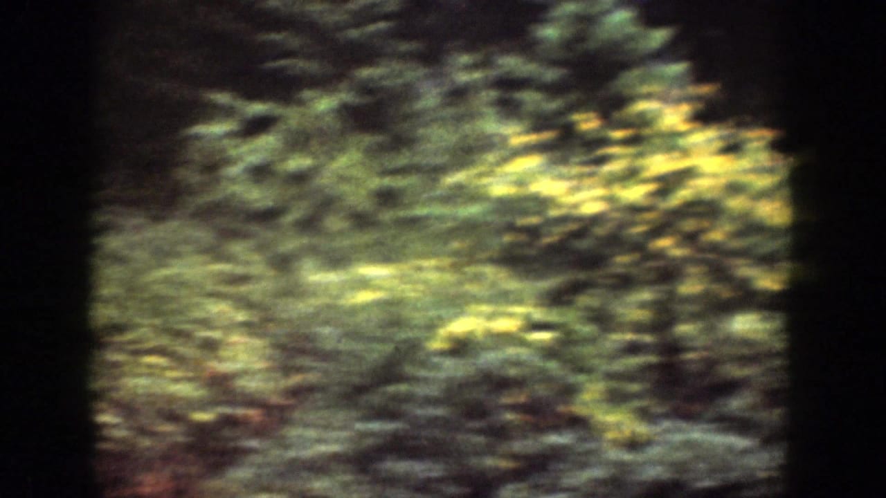 Soft 8mm frame from Chelan, Washington showing dense green bushes and trees beside the trail area.
