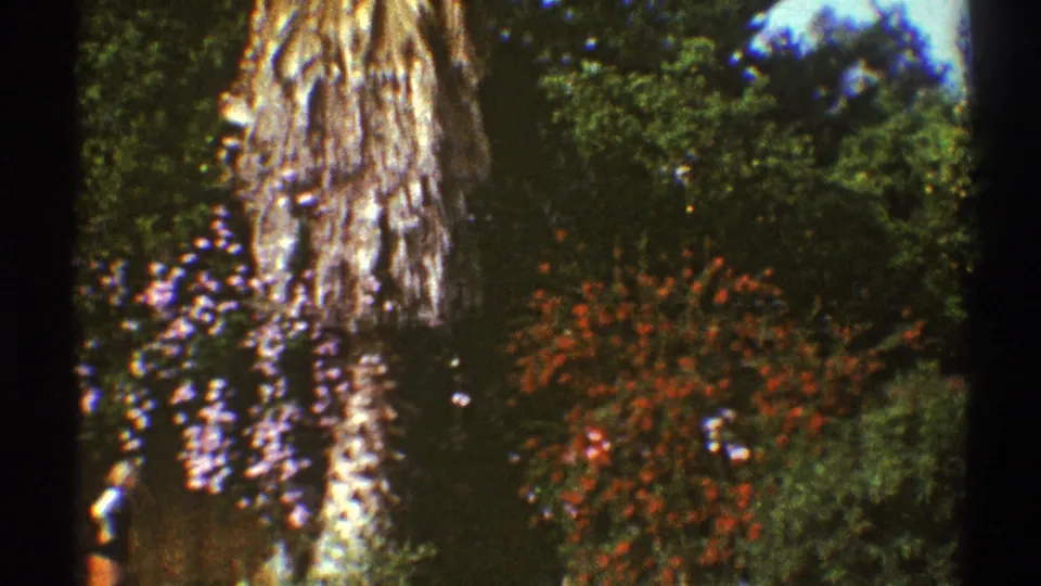Close 1969 Los Angeles home-movie view of a tree trunk, flowering shrubs, and dense garden greenery.