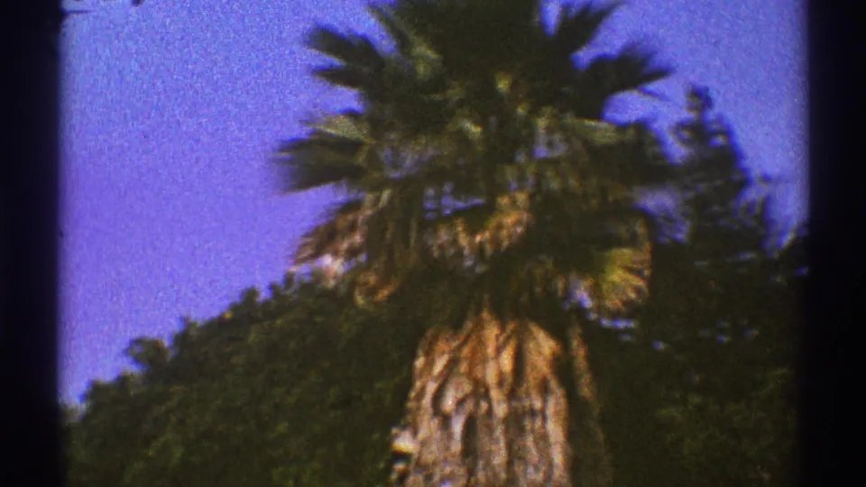 1969 Los Angeles resort view with a palm crown, textured trunk, blue sky, and dark landscaped foliage.