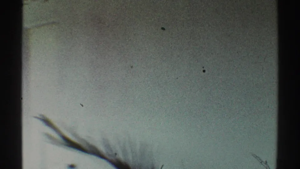 Soft 8mm view of a window edge, pale exterior wall, and blurred plant branches in a Los Angeles residential setting.