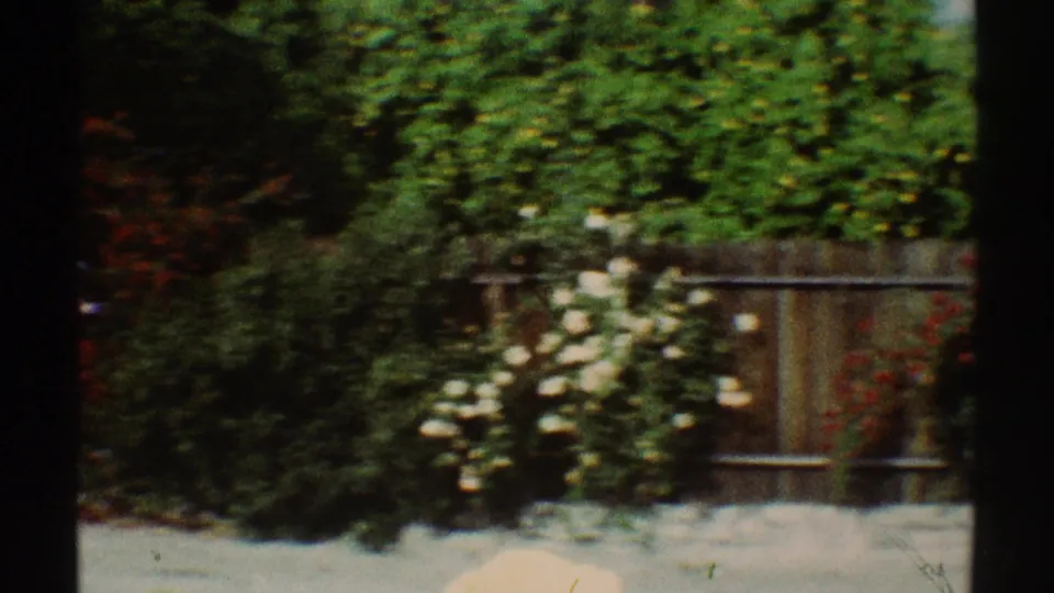Color 8mm backyard frame in Los Angeles with dense hedges, a wooden fence, flowering shrubs, and pale patio ground.
