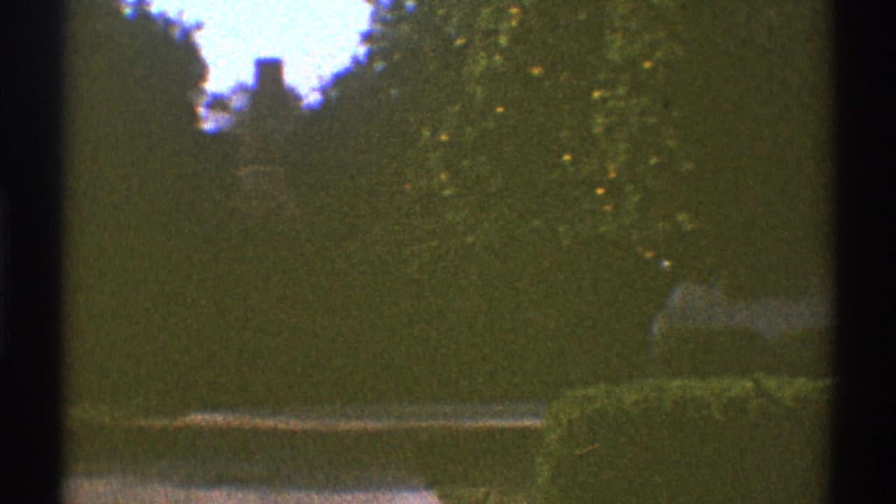 Leafy suburban yard with trees, hedges and a distant house roofline.