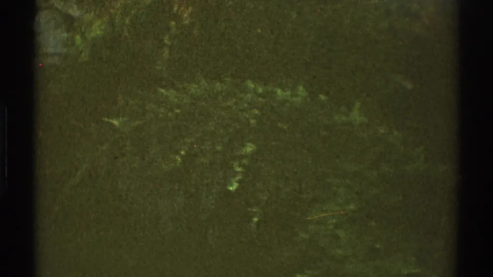 1969 Los Angeles 8mm frame with shadowed shrubs, leafy undergrowth, green color cast, and pronounced home-movie grain.