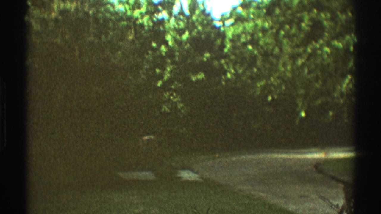 1969 Los Angeles home-movie view of a shaded suburban road with trees, lawn edges, and soft green color shift.
