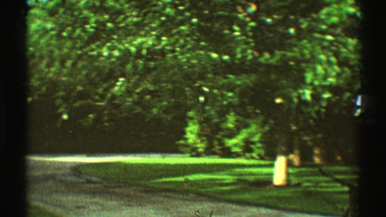 Sunlit lawn and trees beside a quiet suburban street.