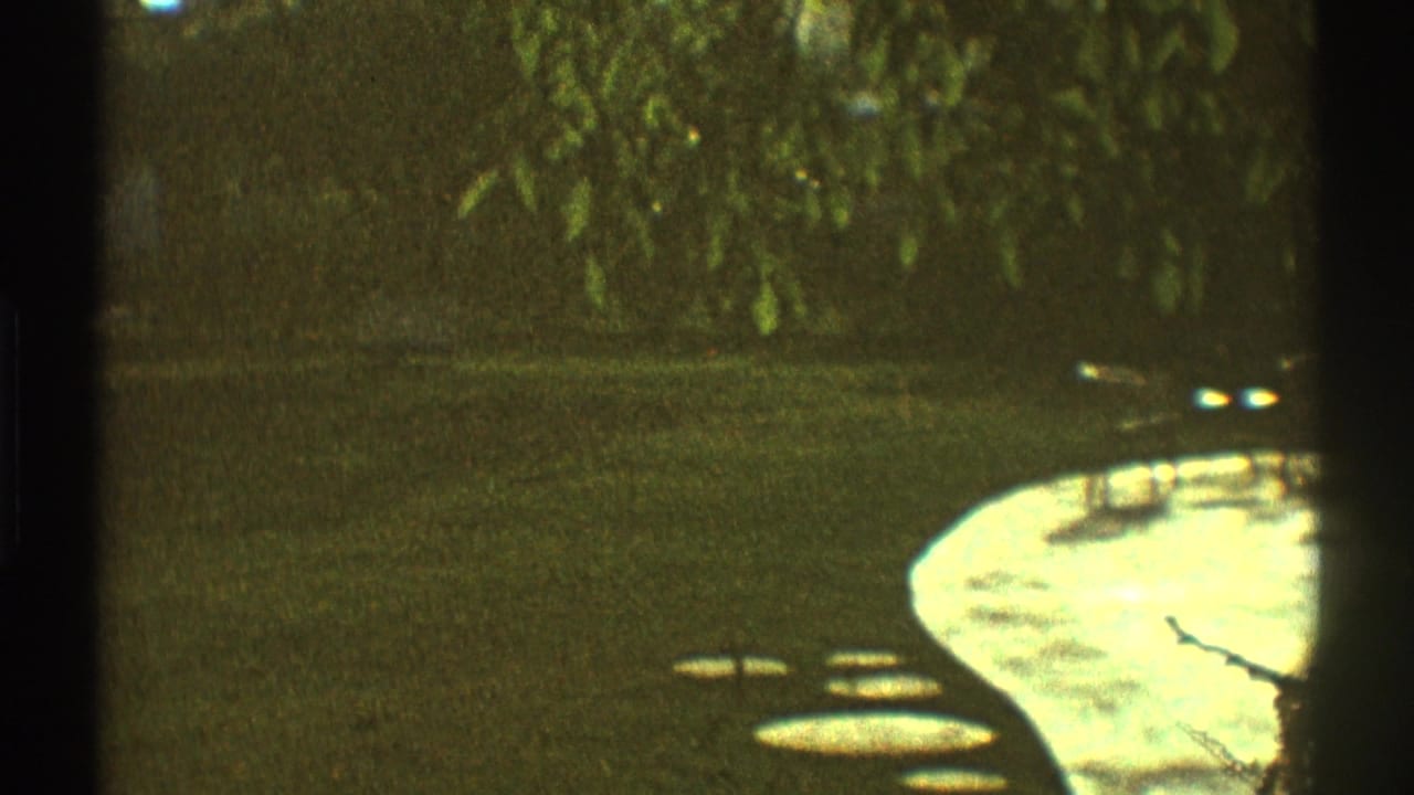 Dark wooded backyard with lawn and a sunlit curved pool deck partly visible.