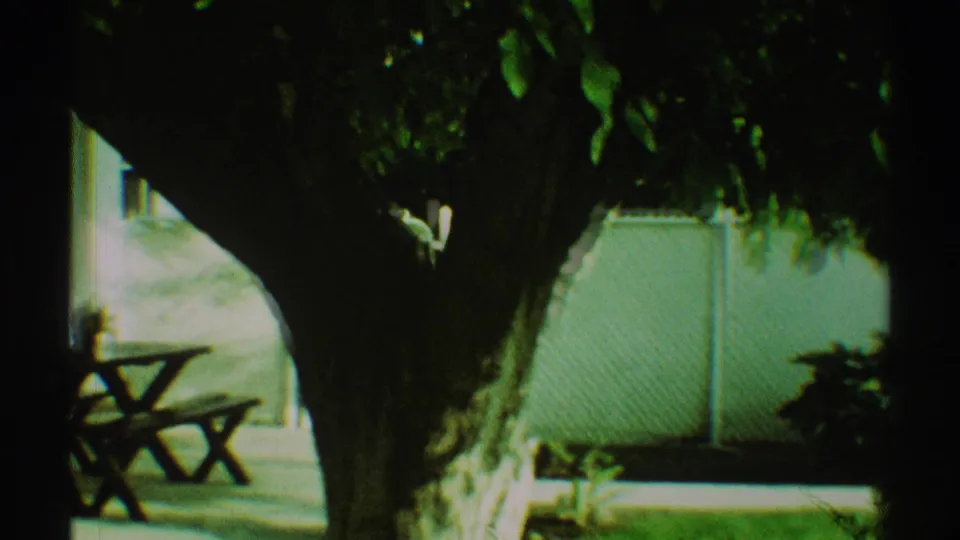 The final frame shows a large tree trunk and leafy canopy in front of the Los Angeles porch, with a picnic table and pale fence behind it.